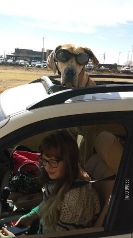 Nunca viste un perro con gafas?