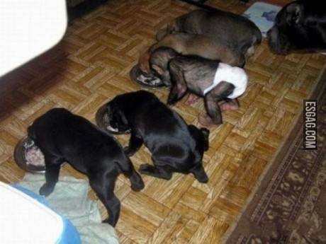 Encuentren al cachorro que no corresponde