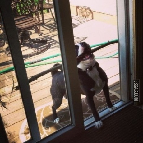 No perrito asi no vas a poder entrar!