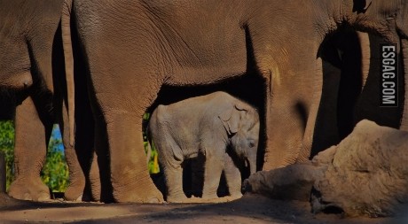 Un bebe elefante debajo de su madre