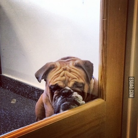 El perro mas triste que existe