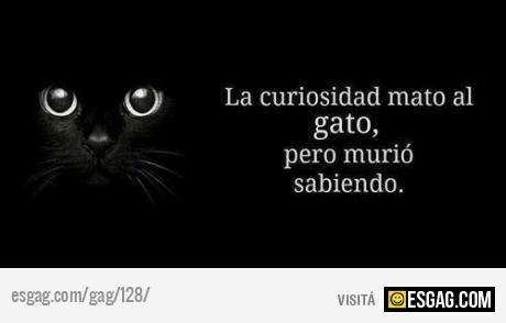 La curiosidad mat&oacute; al gato