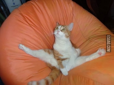 Gato contorsionista