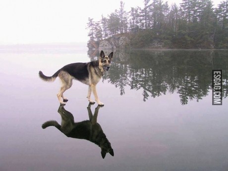 El perro de Jesús
