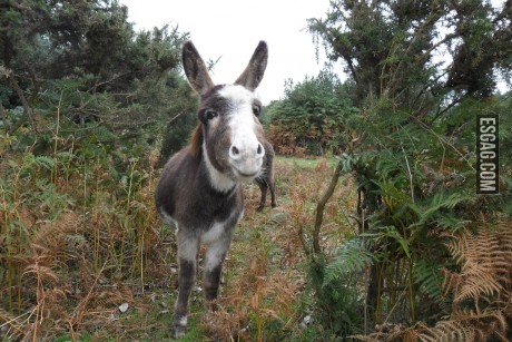Un burro simpatico, nada mas que eso