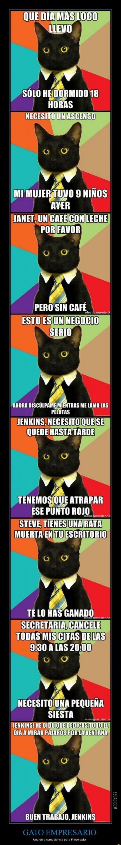 Gato empresario