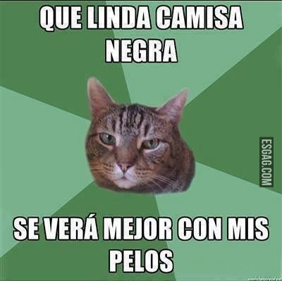 Amenaza de un gato