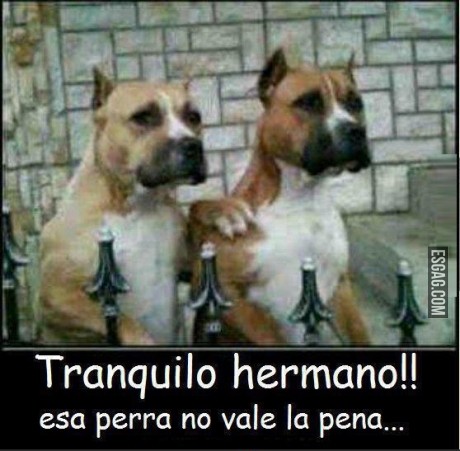 Tranquilo hermano! esa perra no vale la pena!