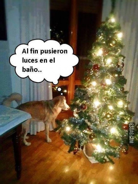Pensamientos de perro en navidad