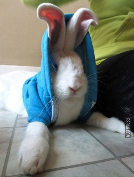 Pobre conejo