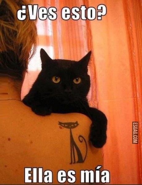 Gato agrandado
