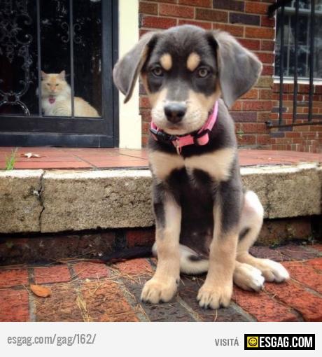 Maldito perro no vas a entrar aca!