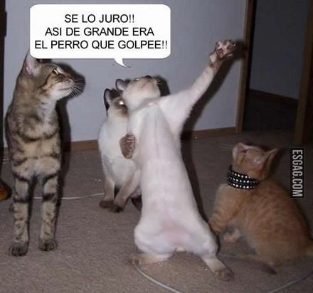 Exageración felina