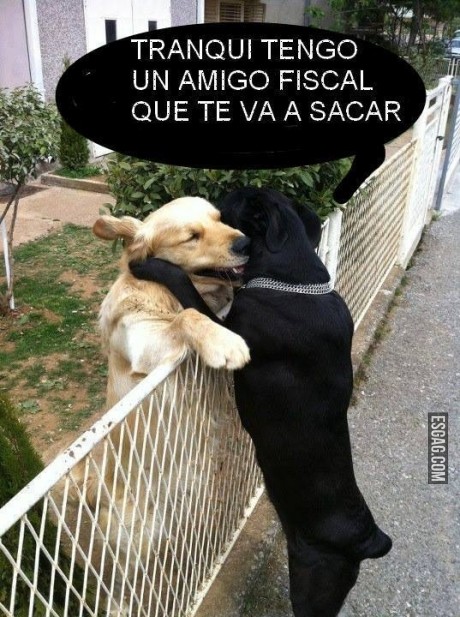 También la vida canina se maneja por contactos