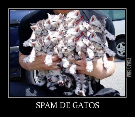 Spam de gatos