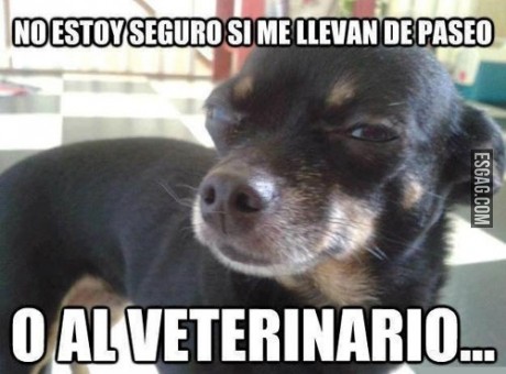 De paseo o al veterinario?