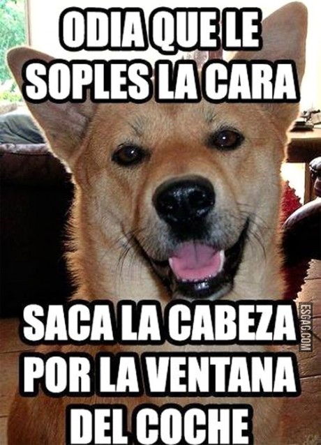 Las ironías caninas