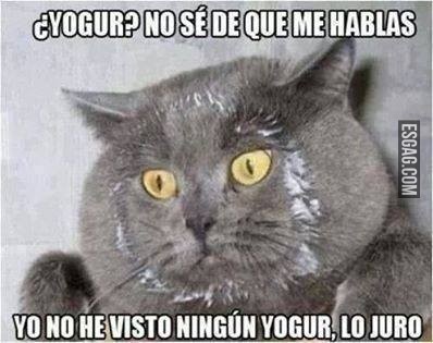 Gatito la cara te delata!!!