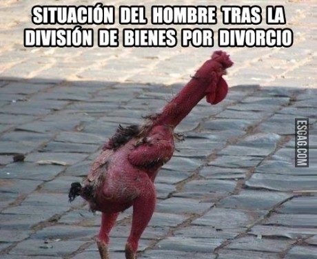 Cochina miseria tras el divorcio