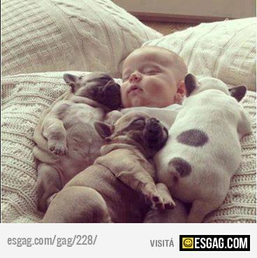Siesta de cachorros