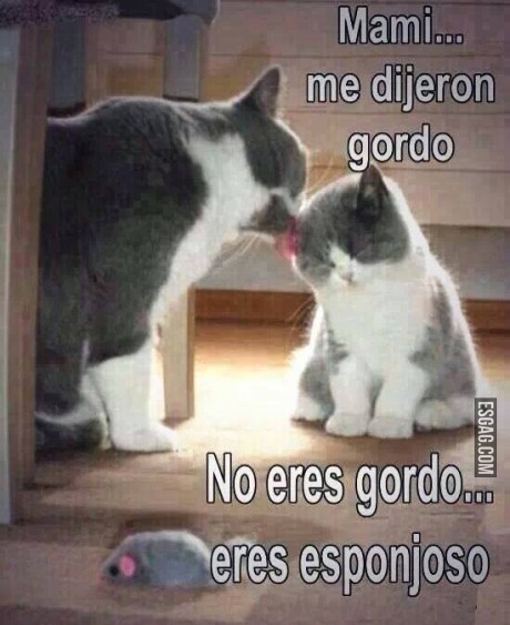 No eres gordo