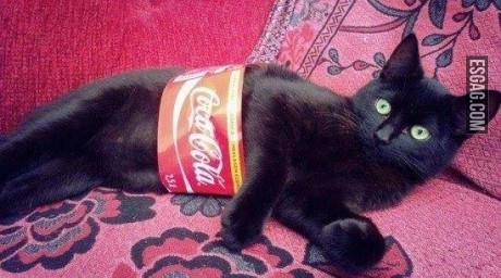Gata Cola