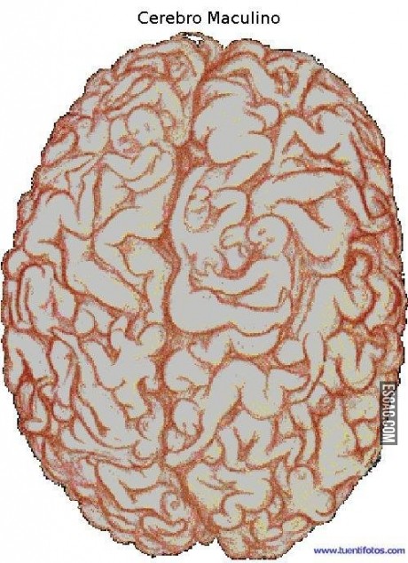 Descubren como es el cerebro del hombre