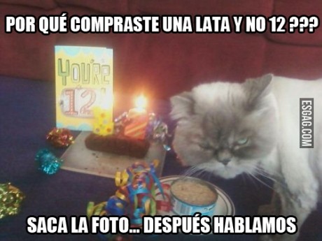 Gato enojado en su cumpleaños
