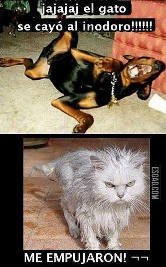 Se llevan como perro y gato