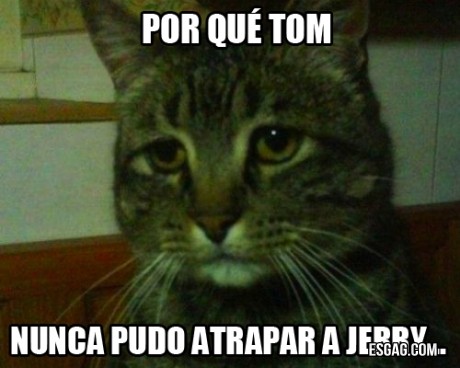 Triste reflexión de un gato