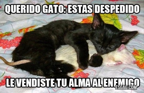 Gato traicionero...