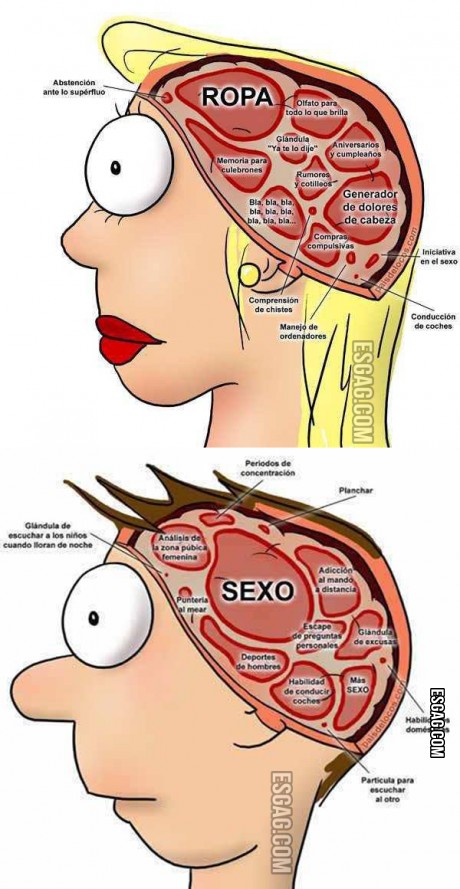 Diferencias entre el cerebro del hombre y la mujer