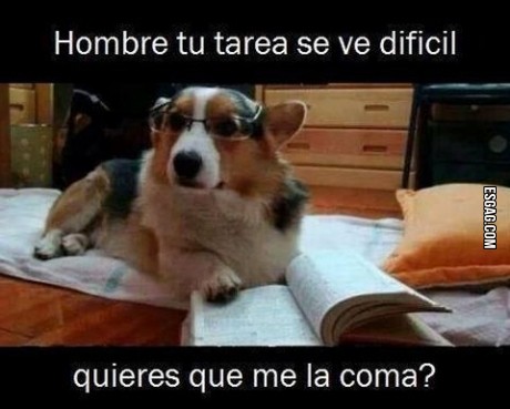El mejor amigo del hombre y el mas comprensivo