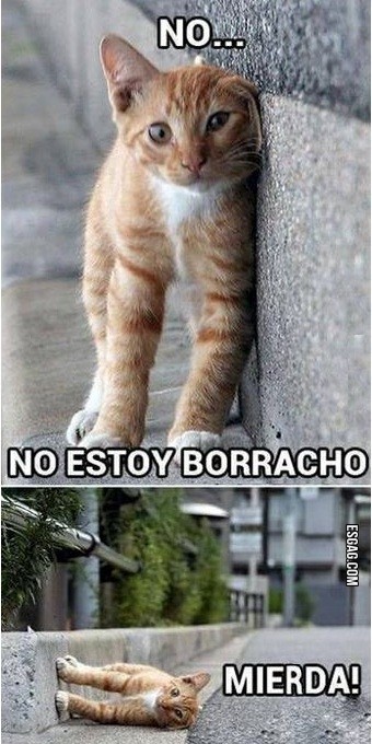 No gatito, tranquilo, te creemos...