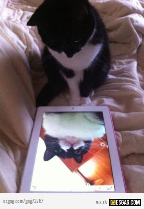 Me pareci&oacute; ver un lindo gatito...