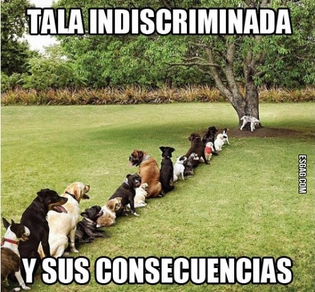 Claro efecto de la tala indiscriminada