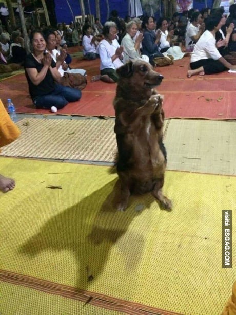 El perro budista de Tailandia
