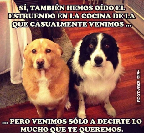 Intento de manipulación canina: fallido
