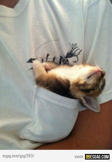 Ahhh que bien se viaja en bolsillo....