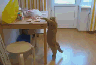 El gato se las arregla solo