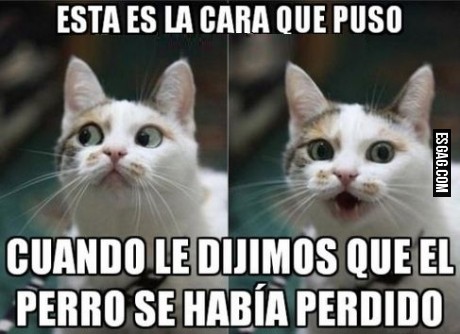 Yo? no se nada (la cara te delata gatito)