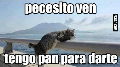 Jamás consideres serio el gesto de un gato