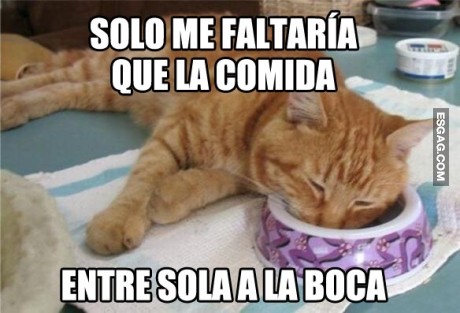 El gato del menor esfuerzo