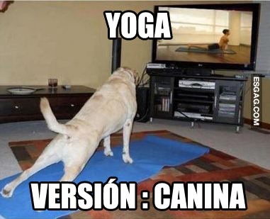 Perro zen