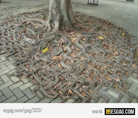 La naturaleza se las arregla