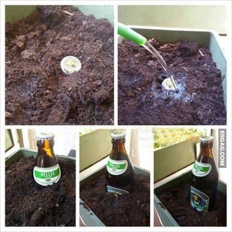 Proceso de gestación de una cerveza