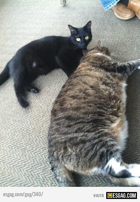 Gato ponete a dieta!