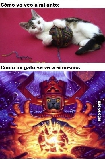 Los gatos y su autoestima...