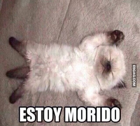 El gato está morido