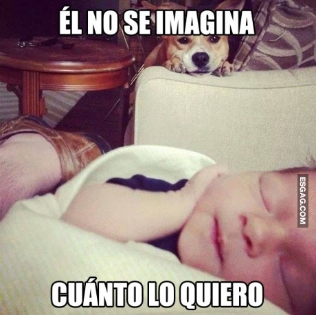 Ellos son nuestros mejores amigos